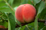 週末、農業体験ツアー「山間の畑で桃の収穫」